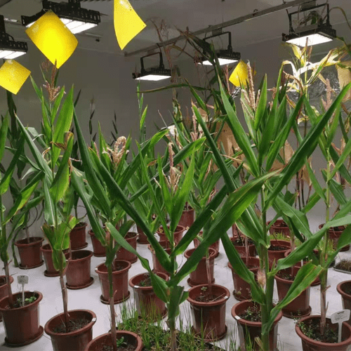 植物生長(zhǎng)室